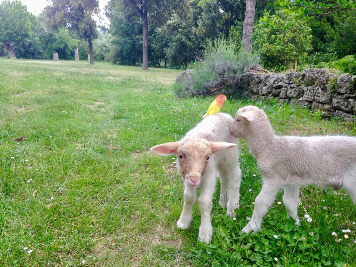 Agriturismo "Borgo Madonna Degli Angeli" - Charming Cottages In The Gardens ! Tocco da Casauria エクステリア 写真